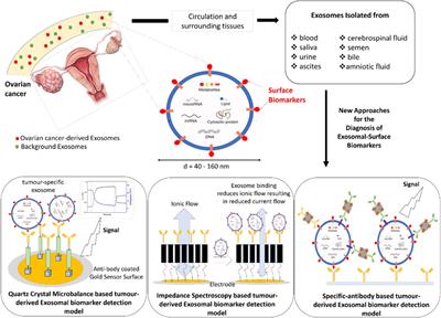 New Approaches and Biomarker Candidates for the Early Detection of Ovarian Cancer